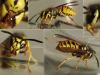Vespula germanica